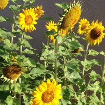 0153c3e9e0b38f7c34b22549f745c617d5a09940b1_00001